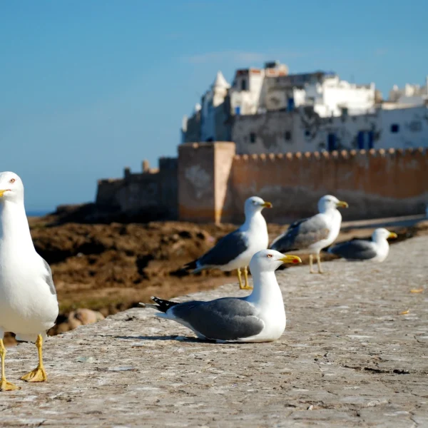 essaouira day trip from marrakech